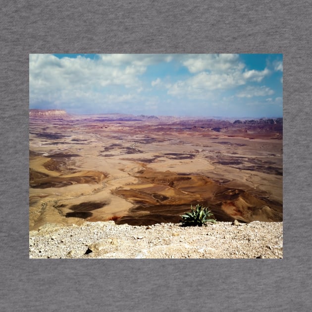 Israel, Mitzpe Ramon. Plant at Ramon Crater by UltraQuirky